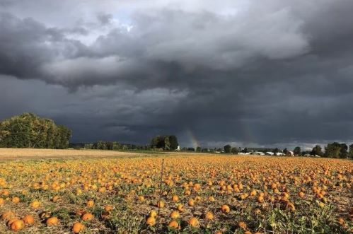 Pumpkins and Storm Clouds.JPG